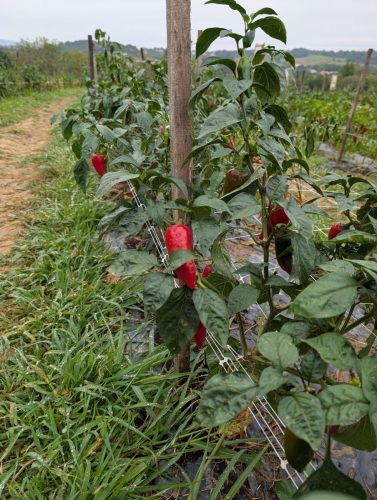 PXL 20250819 121404120