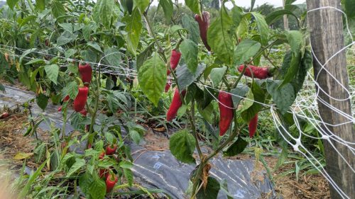 PXL 20250819 122158384